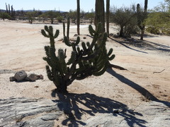 Myrtillocactus cochal