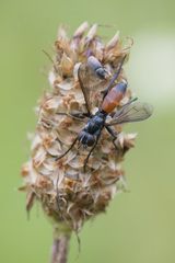 Cylindromyia pusilla