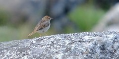 Cisticola lais