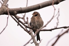 Linaria flavirostris