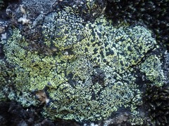 Rhizocarpon geographicum