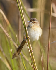Prinia inornata