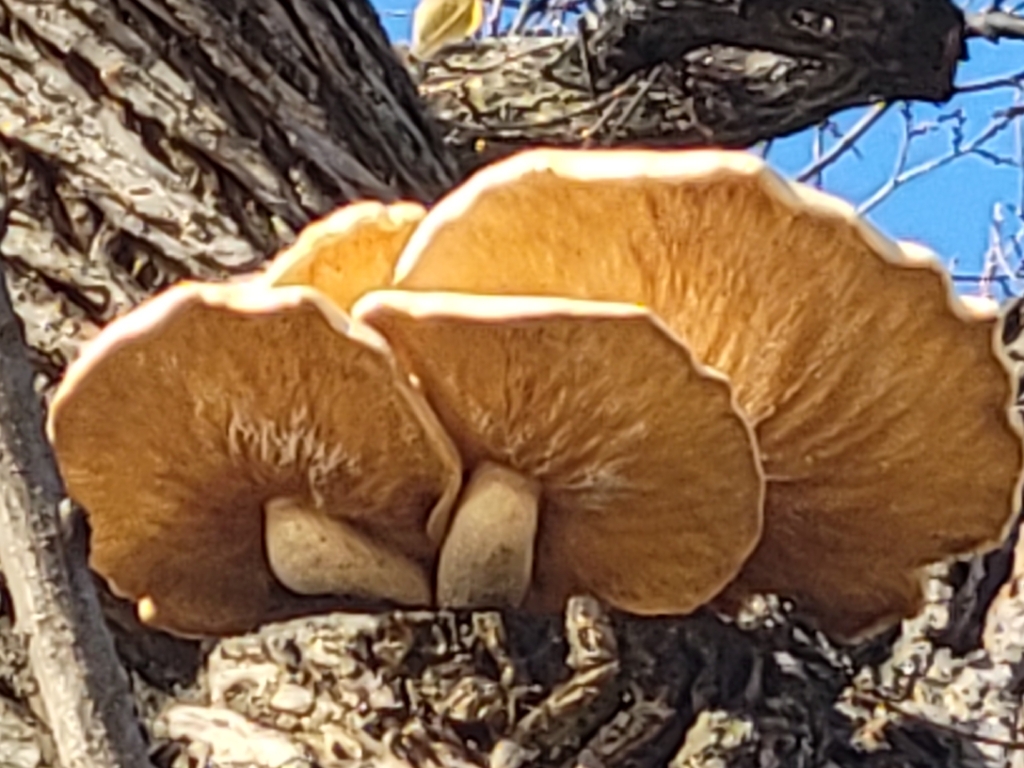 Hypsizygus ulmarius · November 2025 · photo: © jasonwebb (iNaturalist, cc0)