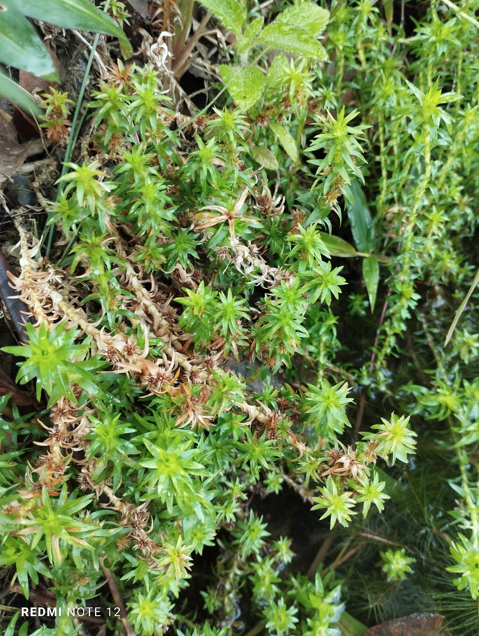 Paepalanthus fluviatilis