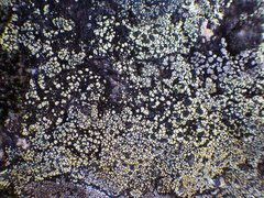 Rhizocarpon geographicum