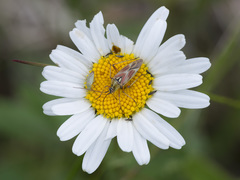 Calocoris roseomaculatus roseomaculatus