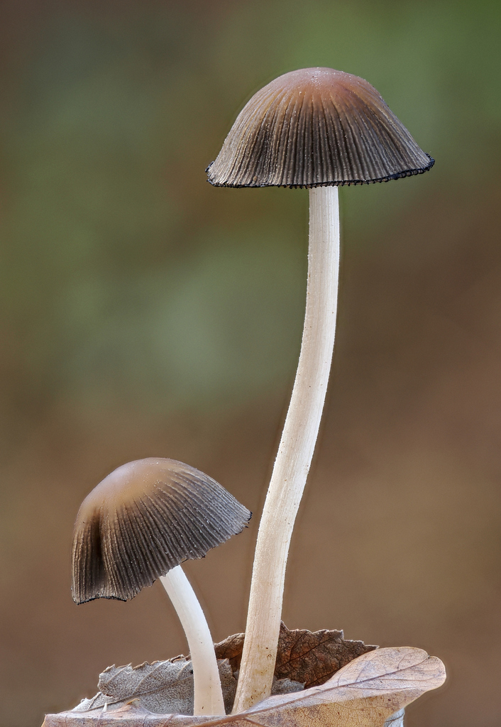 Coprinellus micaceus · November 2025 · photo: © gillessanmartin (iNaturalist, cc0)