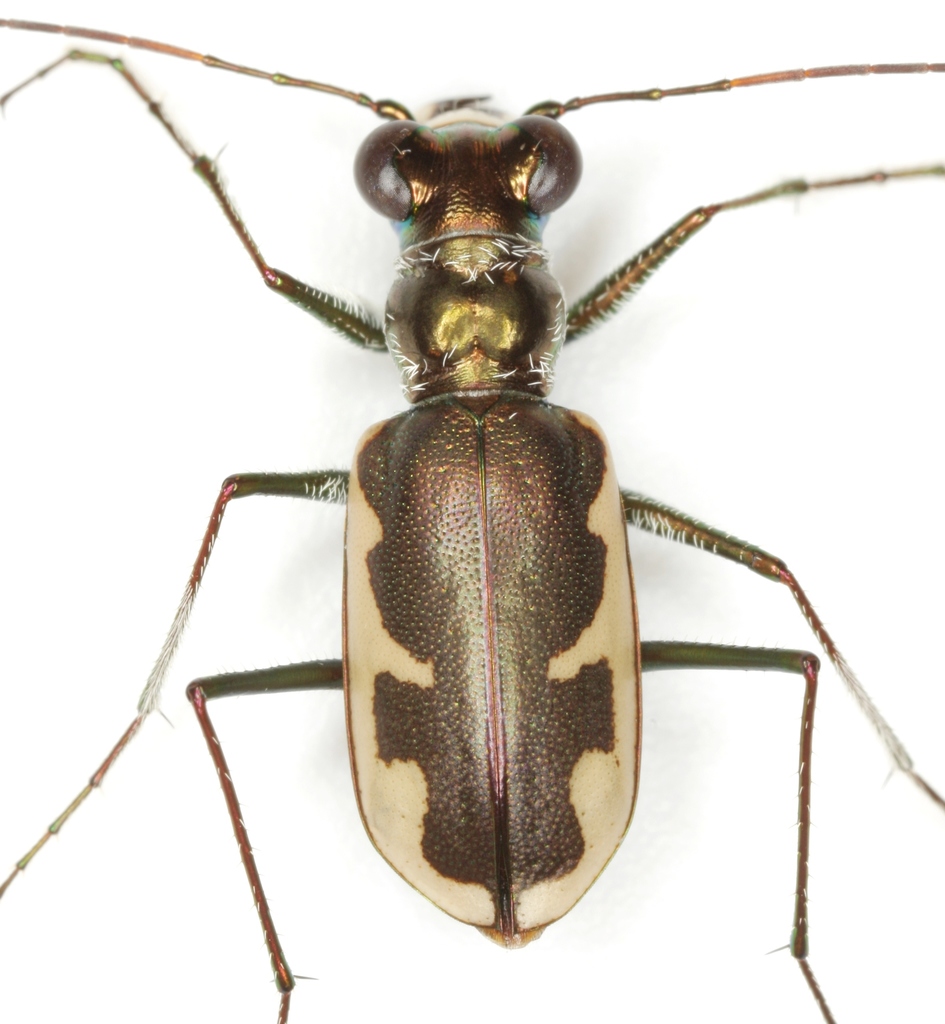 Eunota circumpicta
