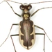 Cream-edged Tiger Beetle - Photo (c) Mike Quinn, Austin, TX, some rights reserved (CC BY-NC), uploaded by Mike Quinn, Austin, TX
