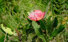 Protea caffra caffra × simplex