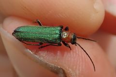 Anogcodes seladonius