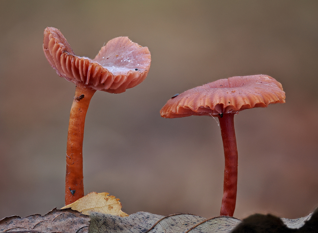 Laccaria pumila