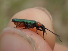 Anogcodes seladonius