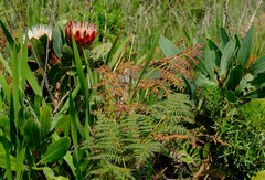 Protea caffra caffra × simplex