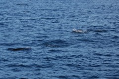 Lissodelphis borealis