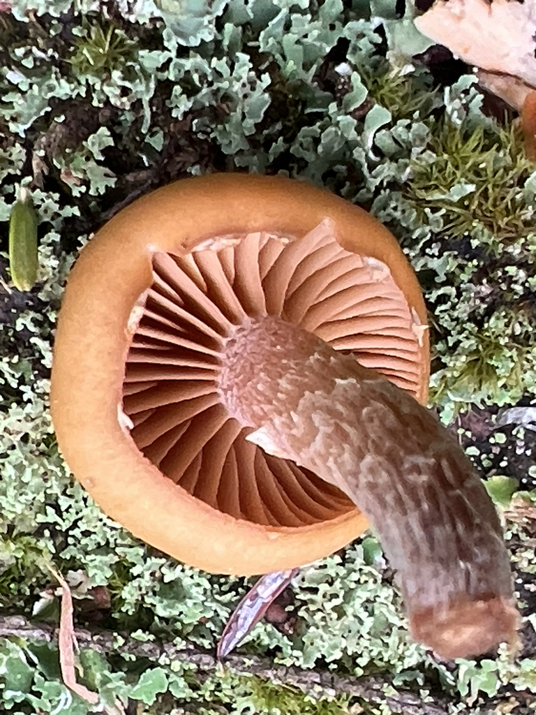 Common Gilled Mushrooms and Allies