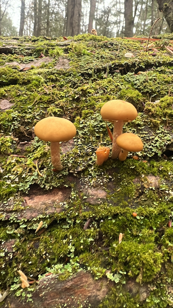 Common Gilled Mushrooms and Allies