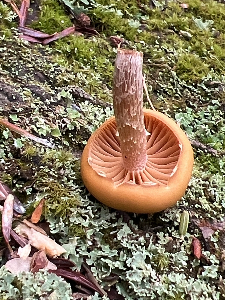Common Gilled Mushrooms and Allies