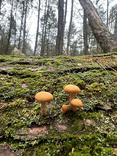 Common Gilled Mushrooms and Allies
