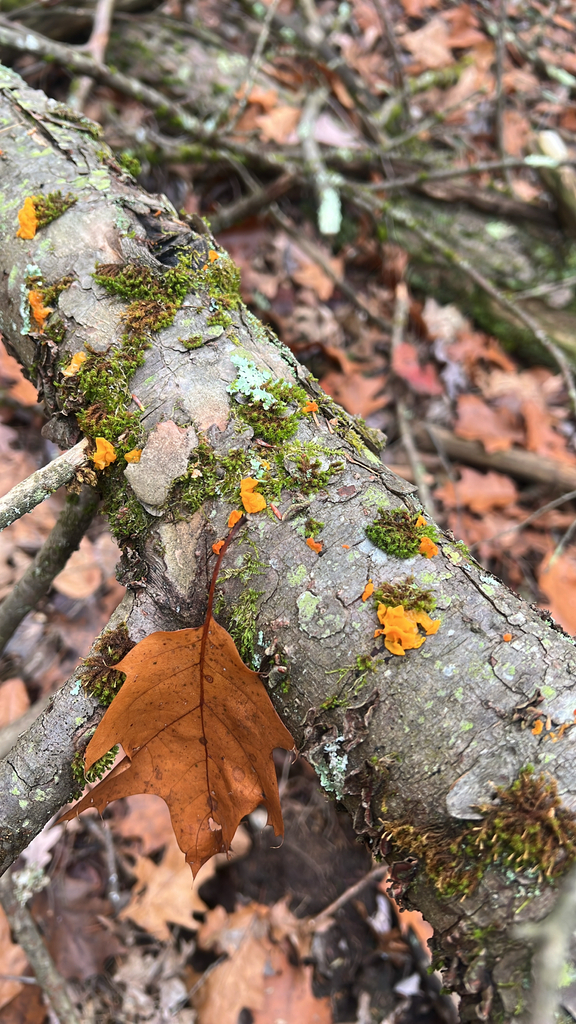 Orange Jelly Spot
