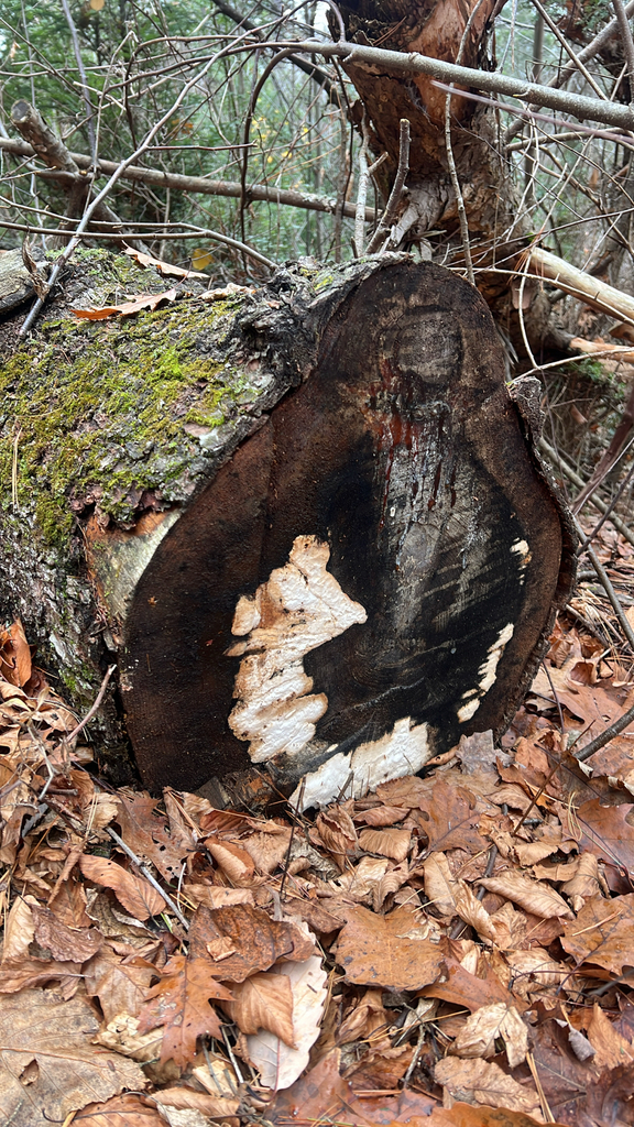 Shelf Fungi