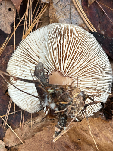 Rhodocollybia