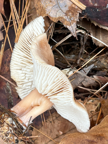 Rhodocollybia