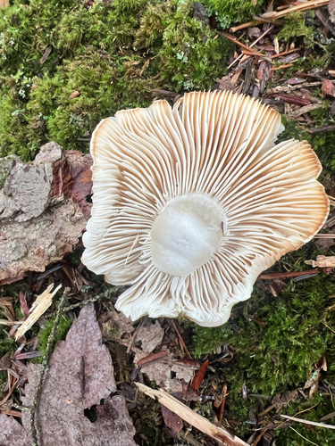 Rhodocollybia