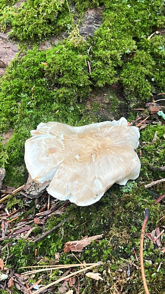 Rhodocollybia