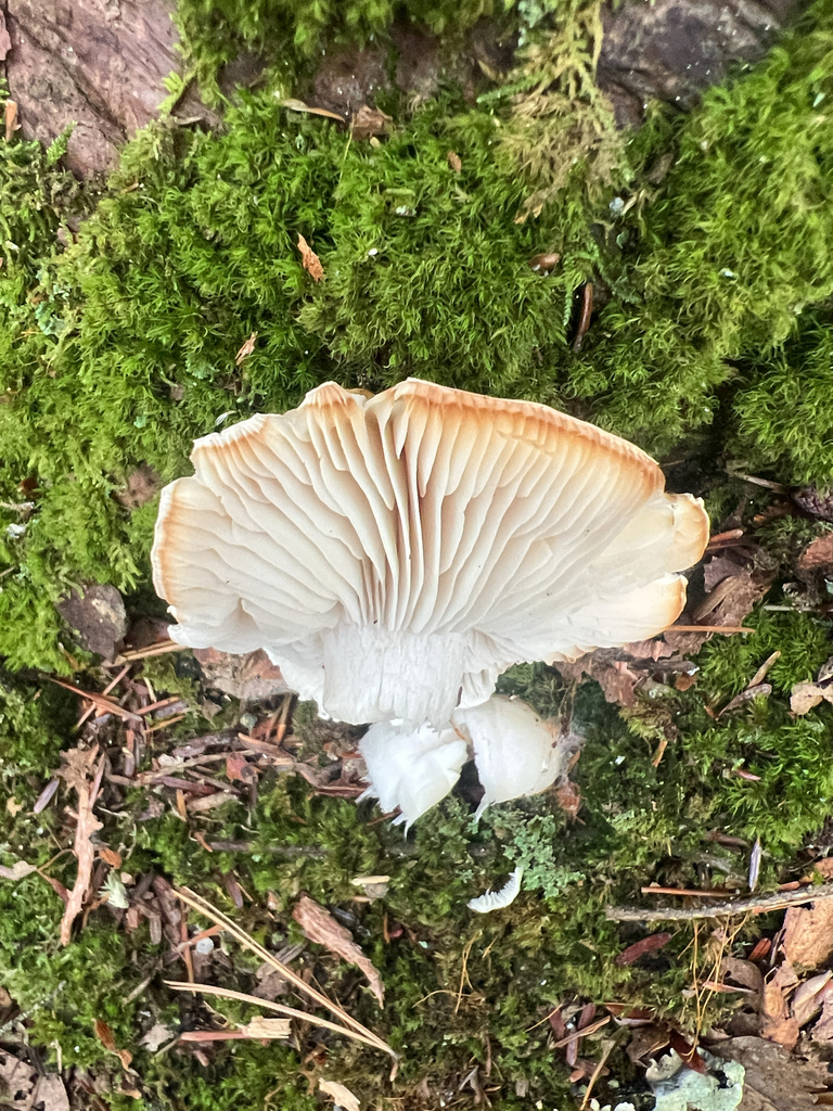 Rhodocollybia