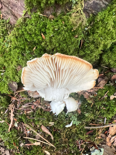 Rhodocollybia