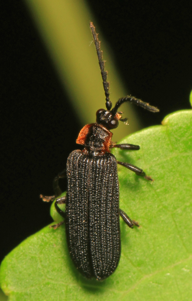 Eropterus trilineatus