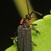 Eropterus - Photo (c) Judy Gallagher, some rights reserved (CC BY), uploaded by Judy Gallagher
