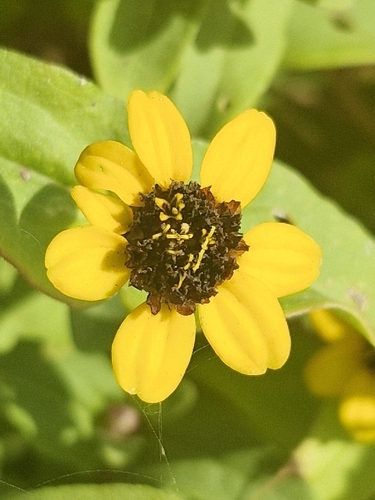 Zinnia maritima (Zinnia maritima)