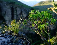 Crassula sarcocaulis