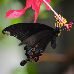Papilio ascalaphus