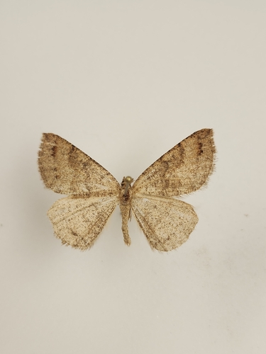 iNaturalist observation photo of Drepanulatrix