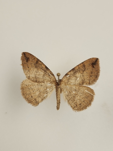 iNaturalist observation photo of Drepanulatrix