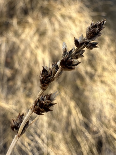 field sedge (Carex praegracilis)
