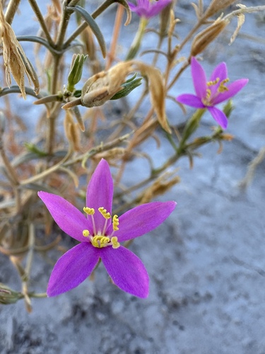 spring-loving centaury (Zeltnera namatophila)