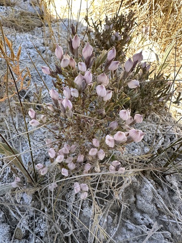 Tecopa Salty Bird's-Beak (Chloropyron tecopense)