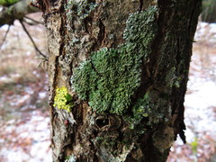 Physconia enteroxantha