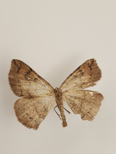 iNaturalist observation photo of Drepanulatrix