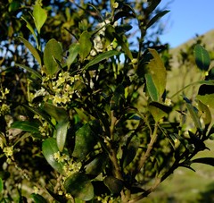 Robsonodendron eucleiforme