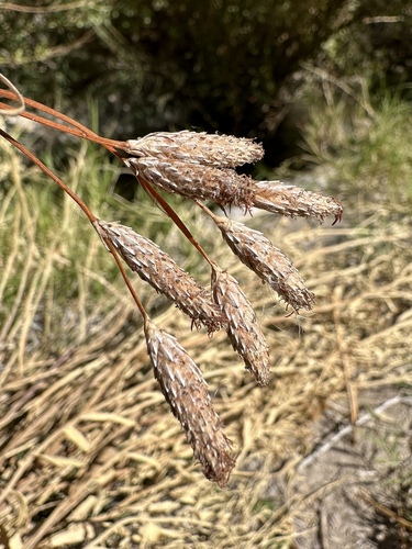 hot springs fimbri (Fimbristylis thermalis)