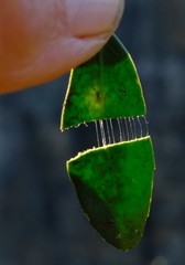 Robsonodendron eucleiforme