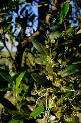 Robsonodendron eucleiforme