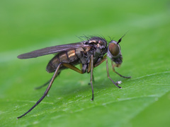 Rhaphium