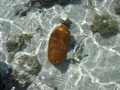 Stichopus herrmanni