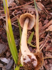 Bolbitius coprophilus